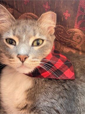 Pet bandanas handmade